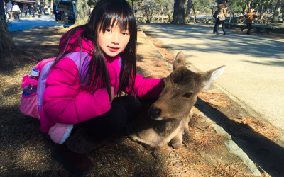 Angela319♥Taiwan國外親子遊第3個城市-關西 奈良day8(奈良公園 冰室神社)